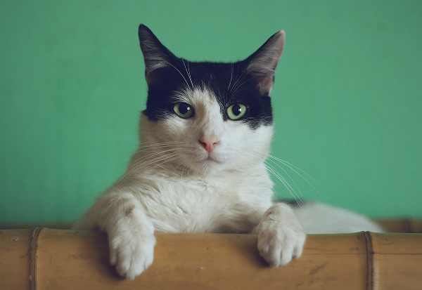 Animal 2