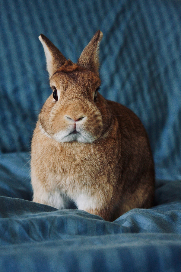 Animal 7