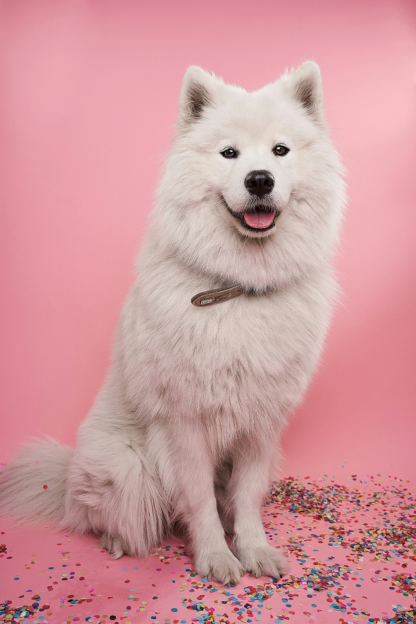 Animal 8